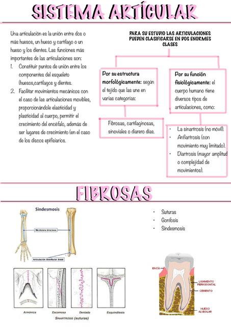 Sistema articular  