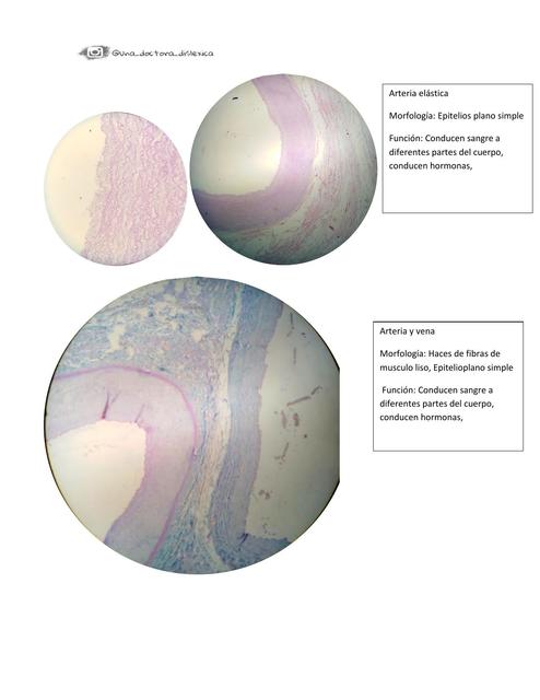 Repaso general del curso de histologia