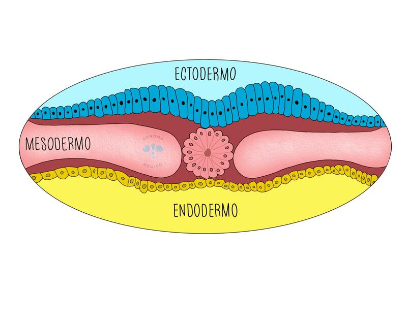 Diagrama De Disco Embrionario EMBRIOLOG A