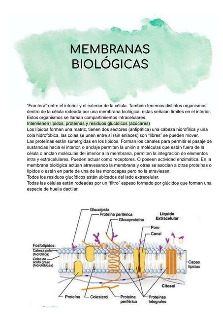 Membranas Biológicas 