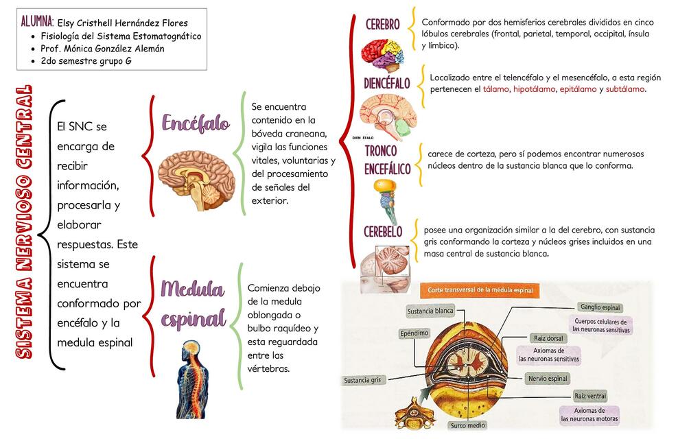 Sistema Nervioso Central