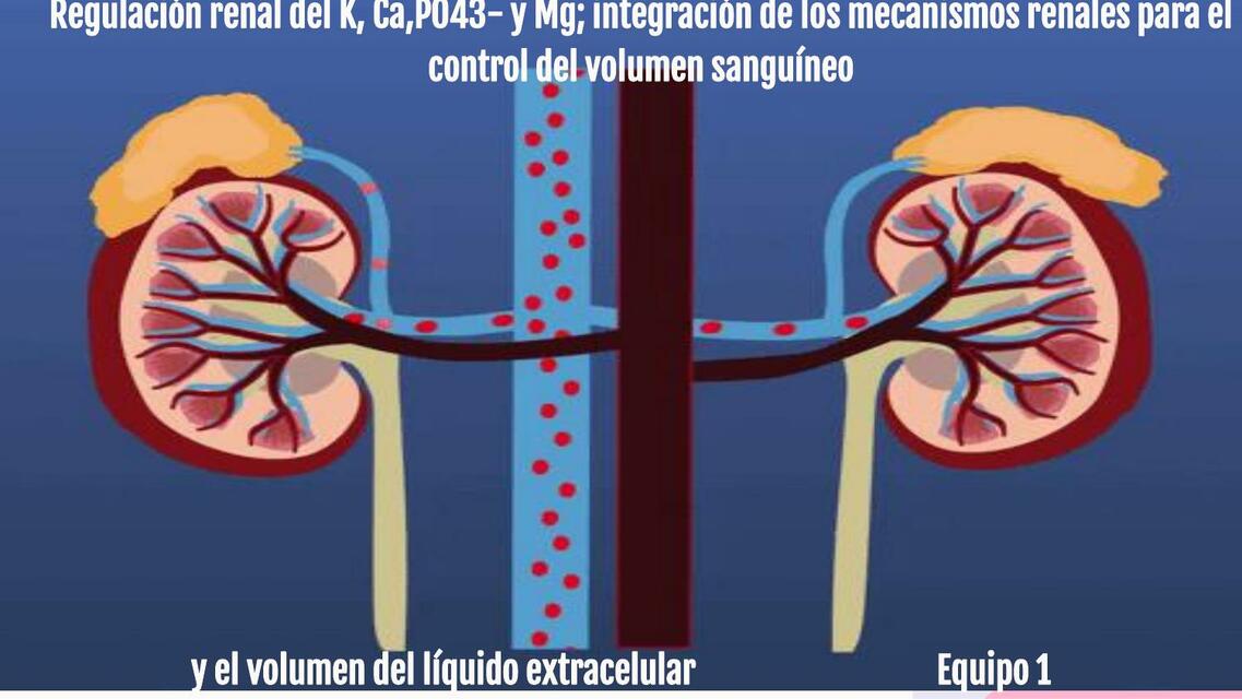 Regulación de la Excreción y Concentración de K en el Líquido Extracelular 