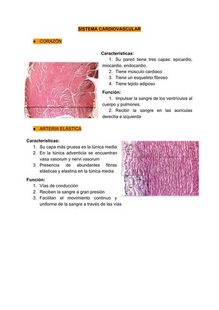 sistema cardiovascular urinario y respiratorio