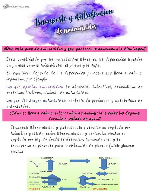 transporte y distribución de aminoacidos