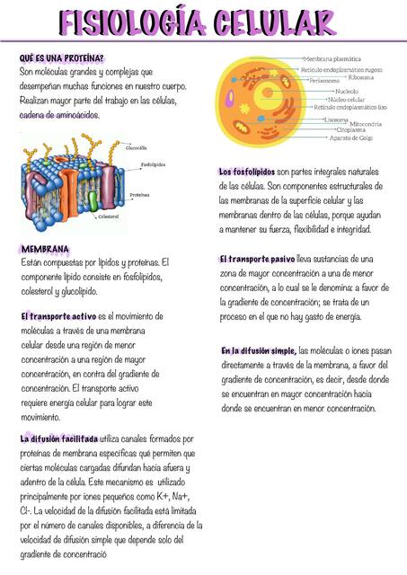 Fisiología Celular