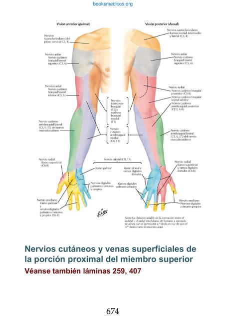  Inervación cutánea del miembro superior 