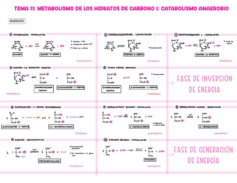 Esquema glucólisis  