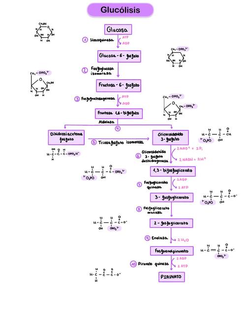 Glucólisis  