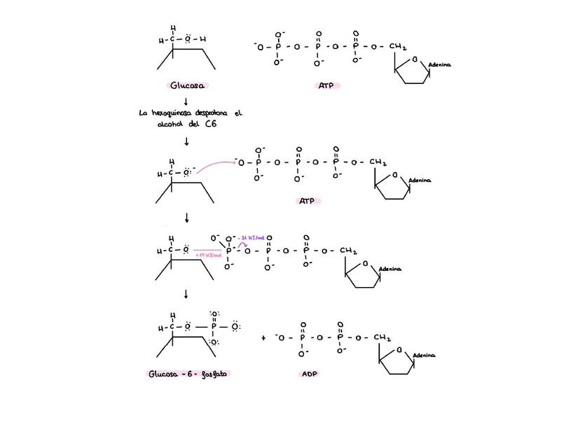 Mecanismo de la hexoquinasa 