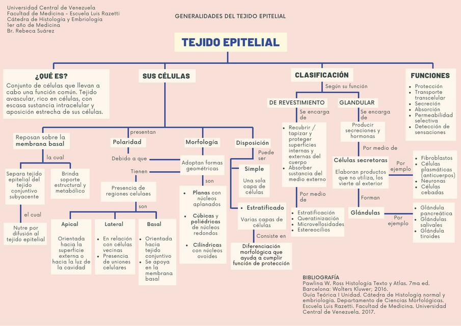 Tejido Epitelial - Br Rebeca Suárez