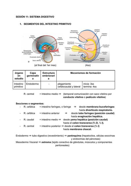 Resumen de 3 unidad embriología del sistema digestivo