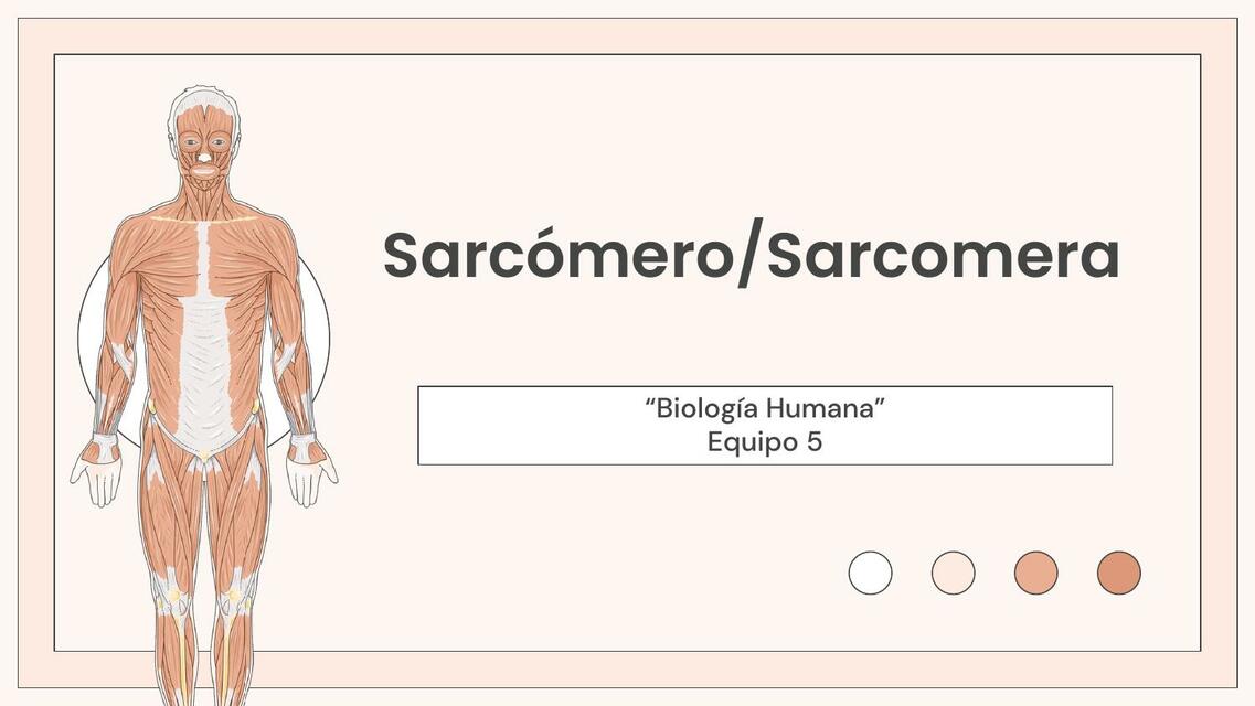 Sarcómero