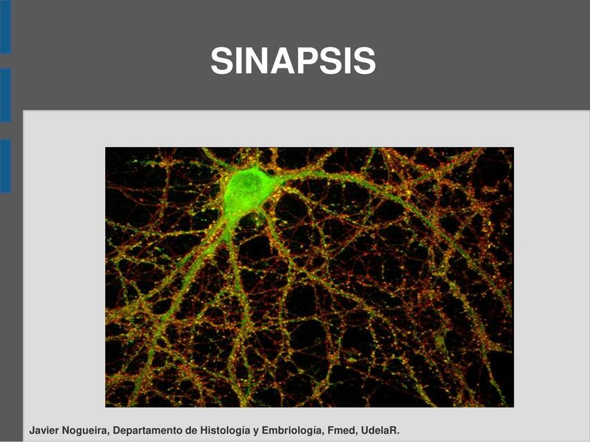 Sinapsis