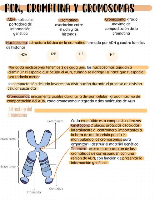 ADN, cromatina y cromosomas