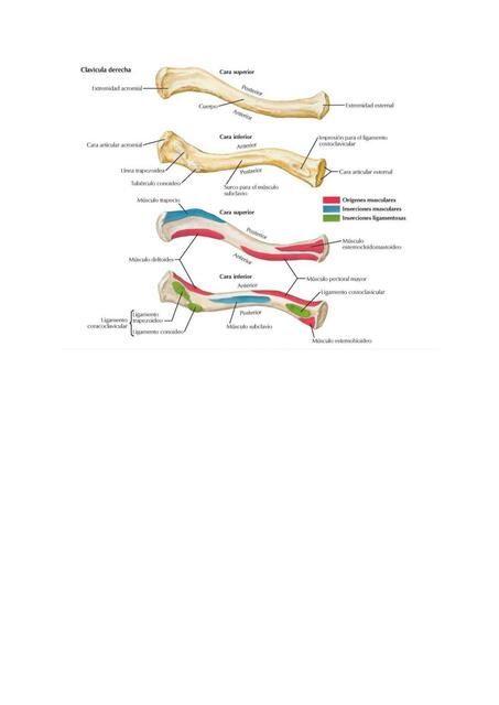 Anatomía