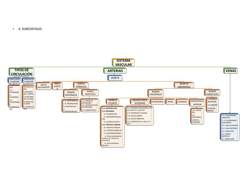 Sistema Vascular 