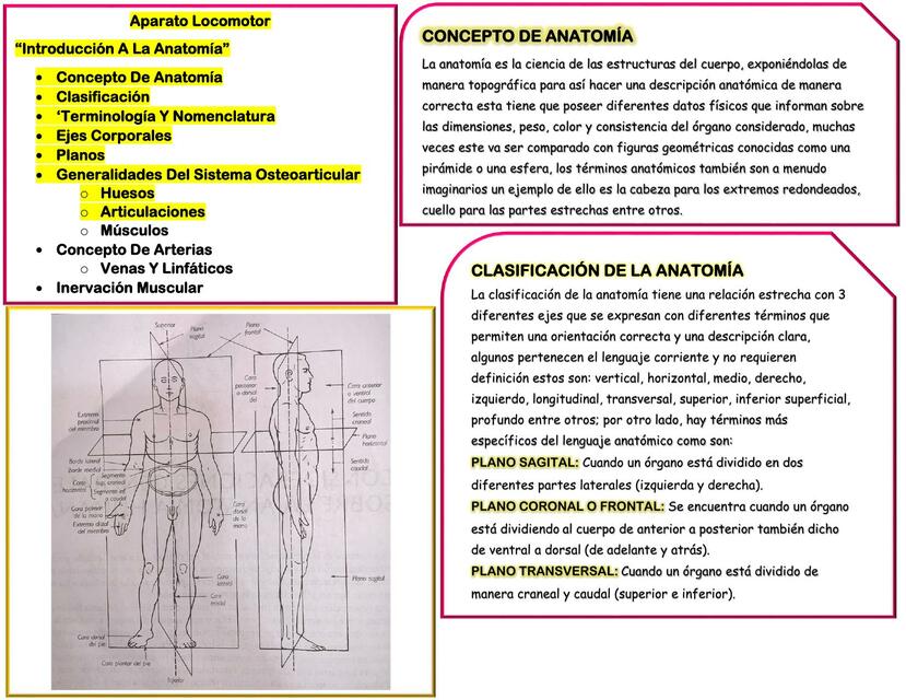 Anatomía 