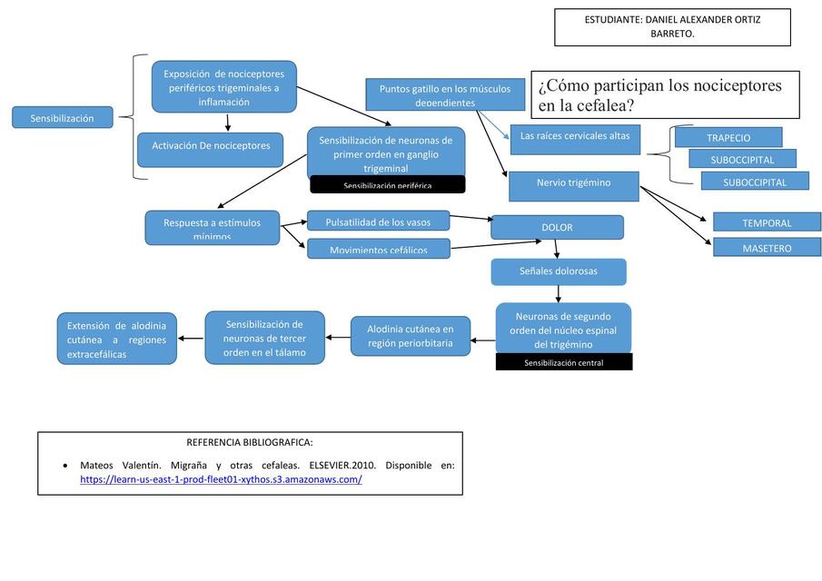 ¿Cómo Participan los Nociceptores en la Cefalea?