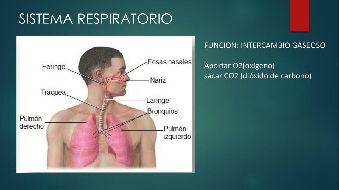 Sistema Respiratorio, Sistema Circulatorio y Sistema Urinario 