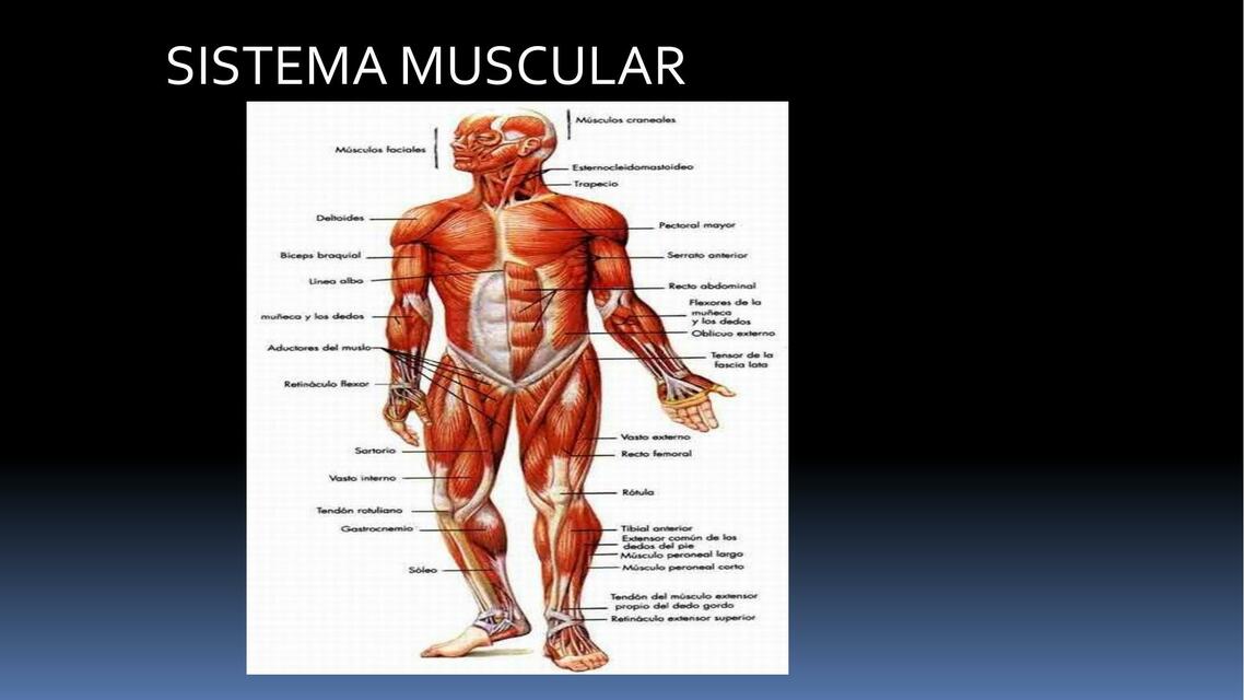 Sistema Muscular Óseo 