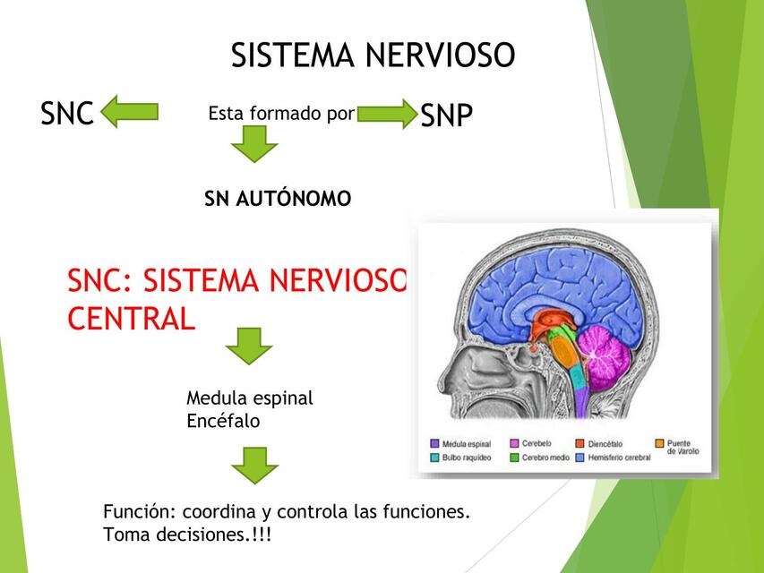 Sistema Nervioso