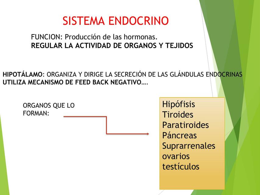 Sistema Endocrino 