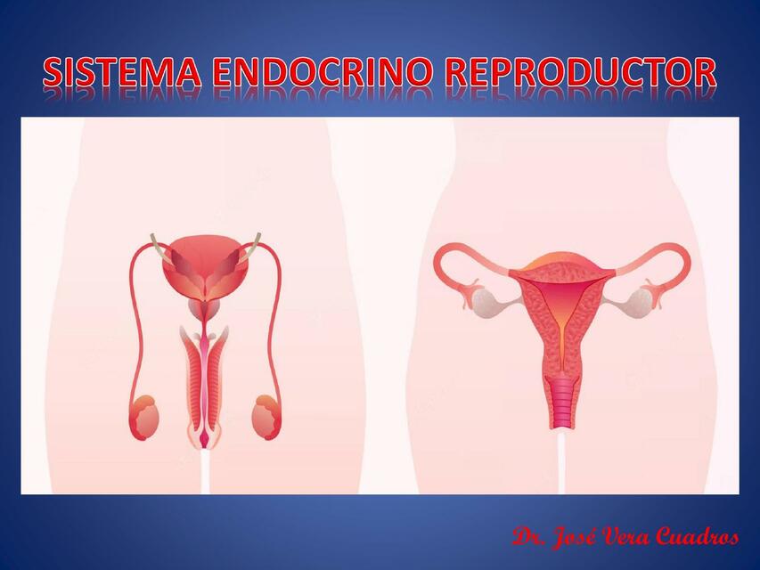 Sistema Endocrino Reproductor 