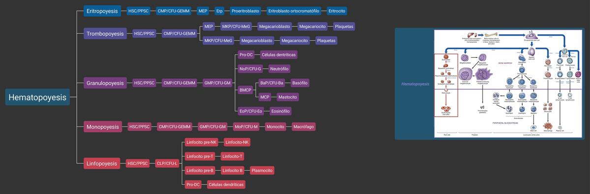 Hematopoyesis 