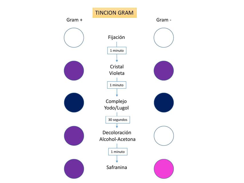 Tincion Gram 