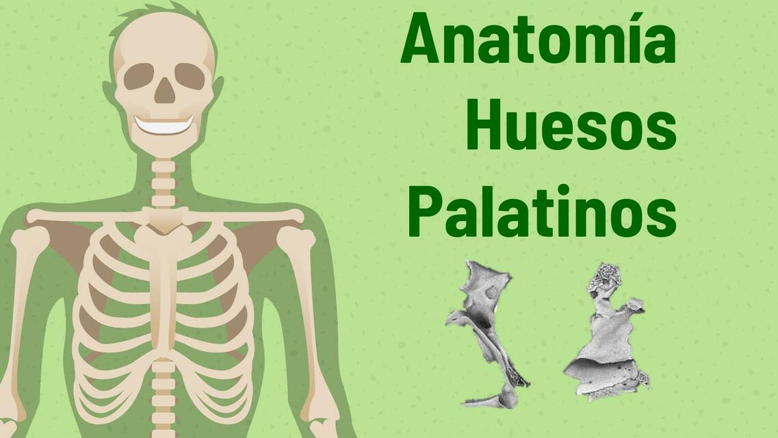 Anatomía Huesos Palatinos 