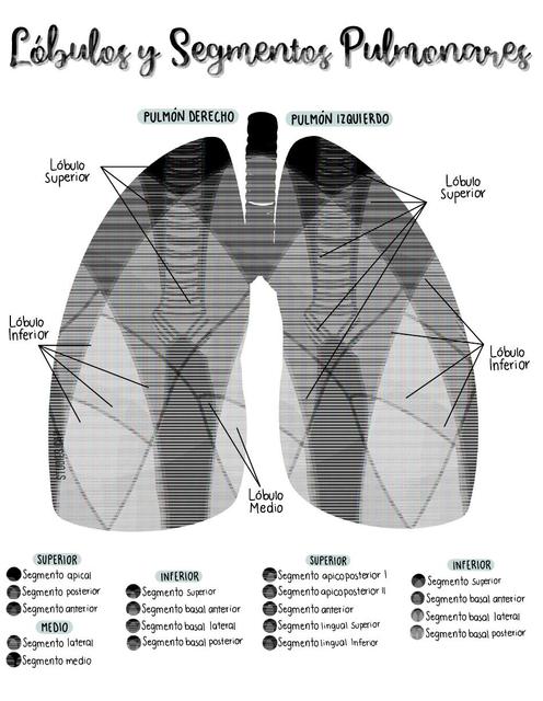 Lóbulos y segmentos pulmonares 