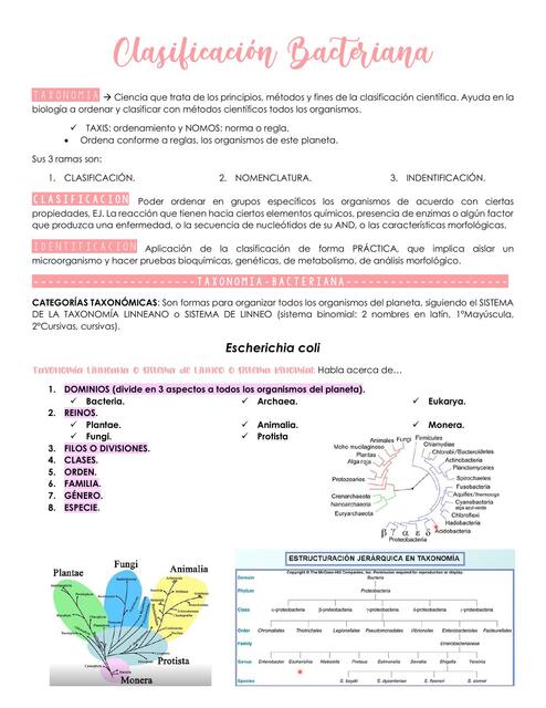 Clasificación  Bacteriana