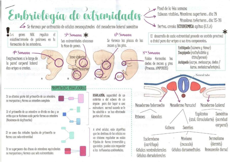 Embriología de las extremidades