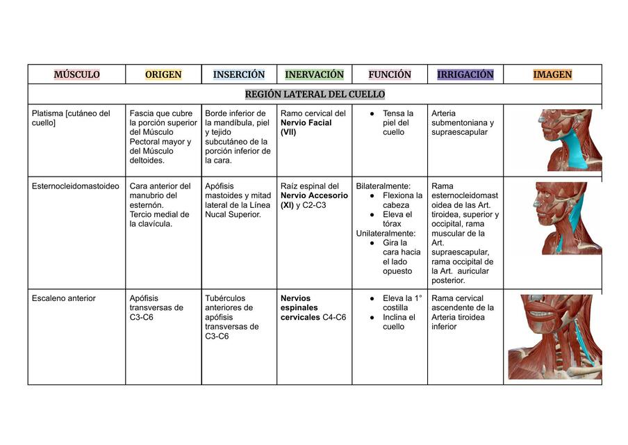 Músculos del cuello