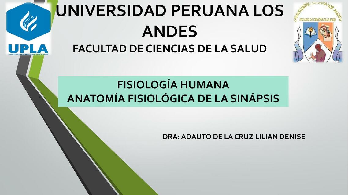 Fisiología Humana. Anatomía Fisiológica de la Sinapsis 