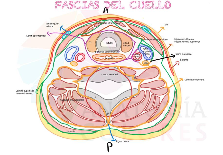 Fascias del cuello dibujo