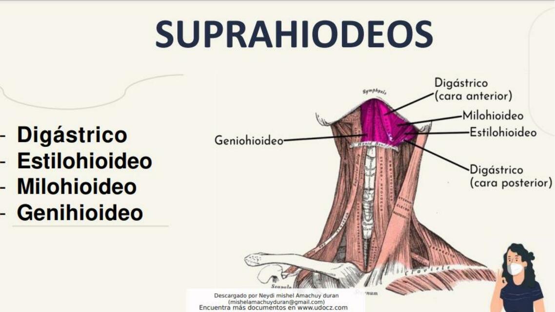 Región Suprahioidea