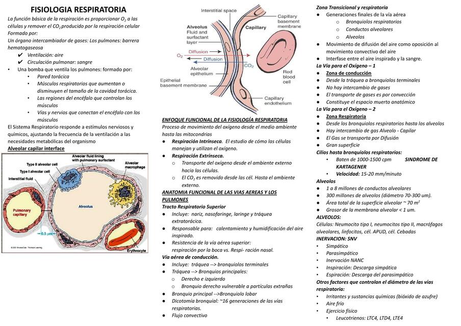 Fisiología Respiratoria 