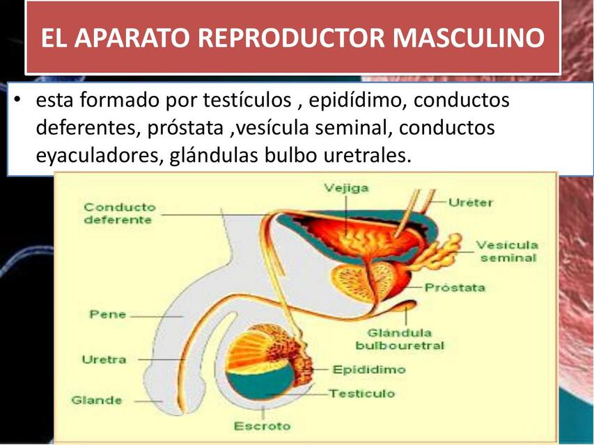 Infertilidad masculina