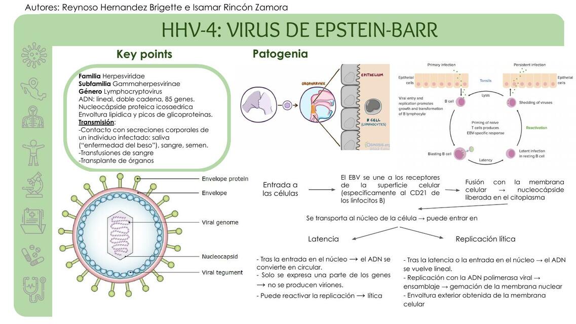 HHV 4: Virus de Epstein Barr