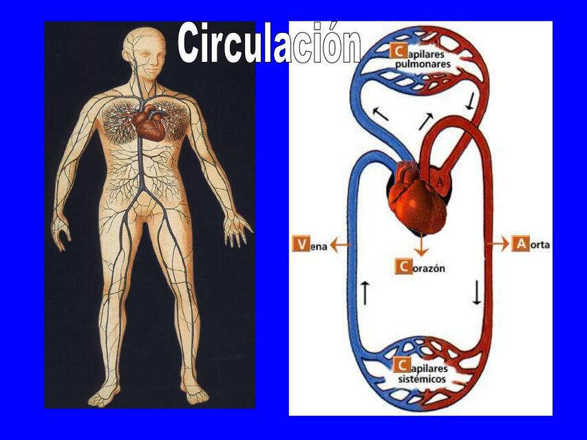 Circulación 