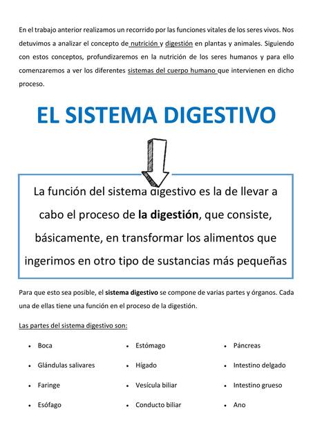 El Sistema Digestivo 