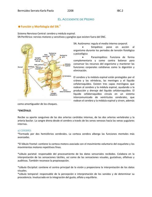 Función y Morfología del SN