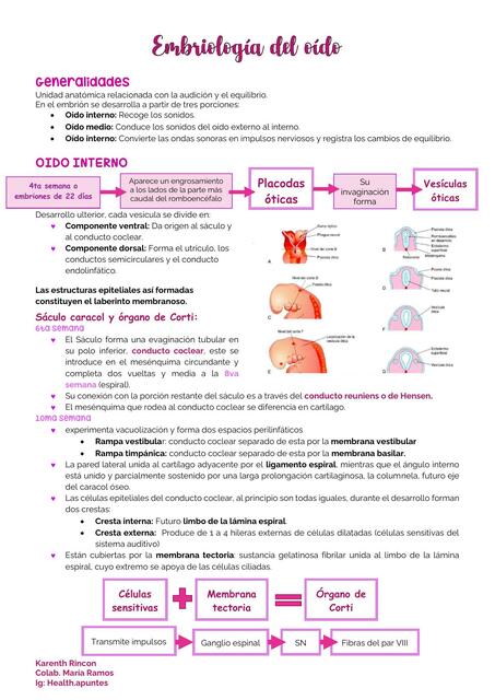 Embriología del Oído