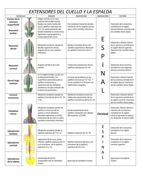 Extensores del cuello y la espalda 