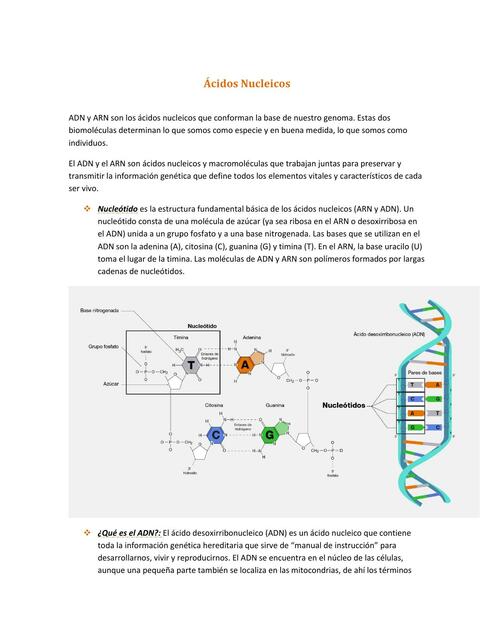 Ácidos Nucleicos