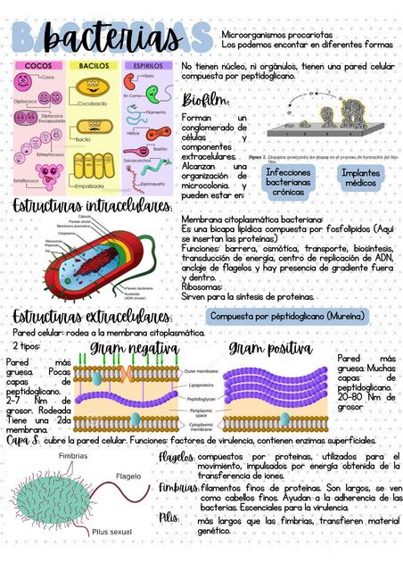 Bacterias