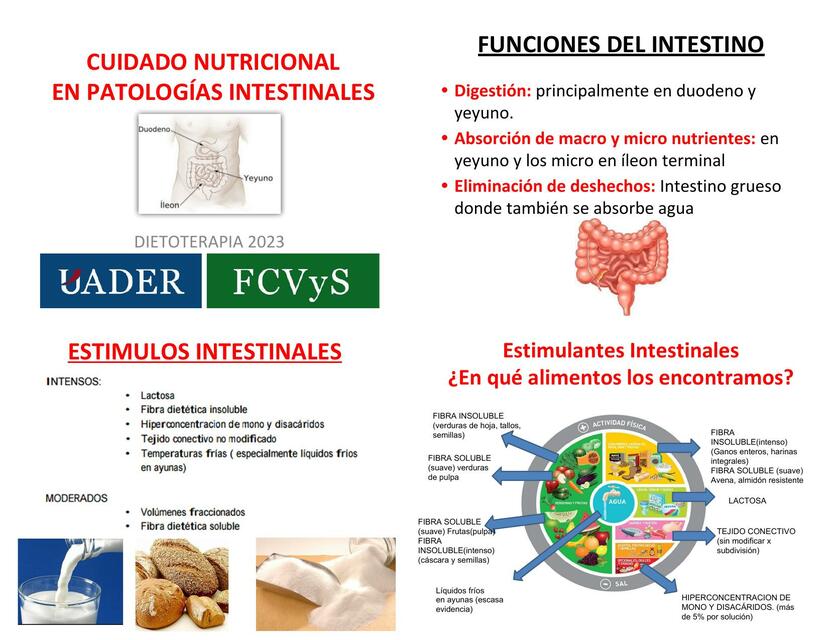  Enfermedades Digestivas Intestinales