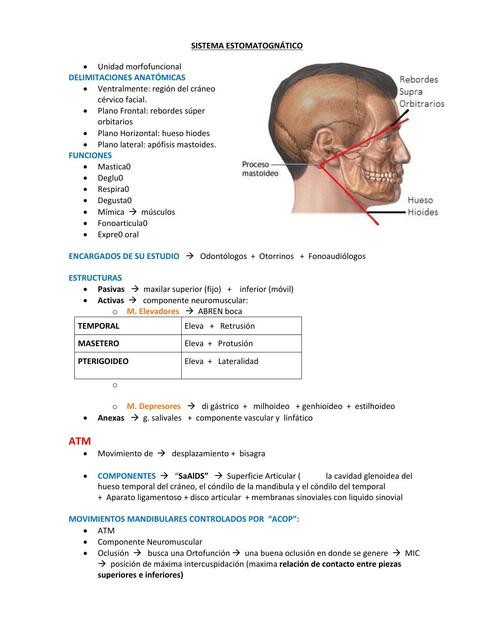 Sistema Estomatognático 