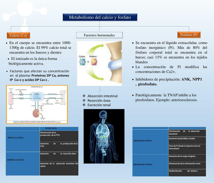 Metabolismo del Calcio y Fosfato 